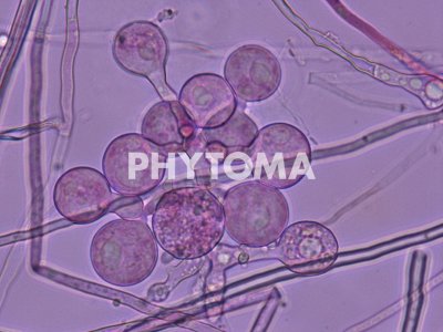 Phytophthora cinnamomi